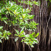 Cherating Mangrove
