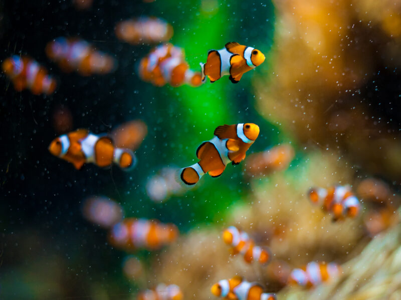 Finding Nemo
