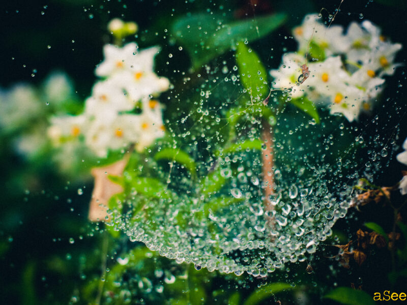 Portrait vegetal