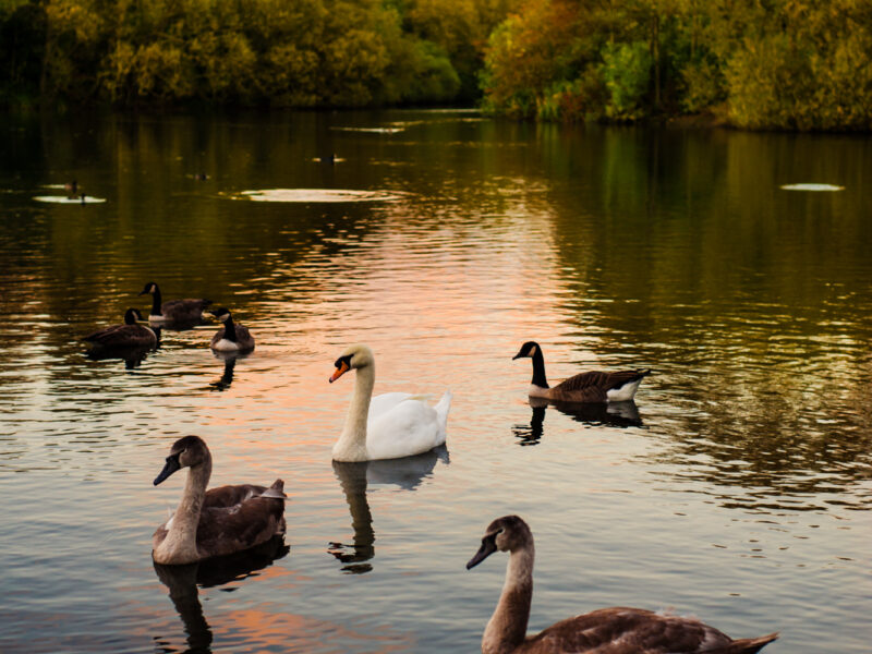 Le lac des cygnes
