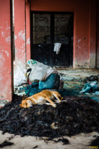 Les tanneurs de Marrakech