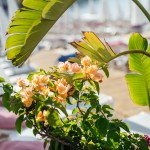 Photographe culinaire - restaurant à Nice / Cannes / Antibes